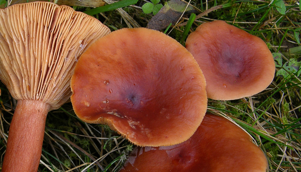 Conferma per Lactarius badiosanguineus.